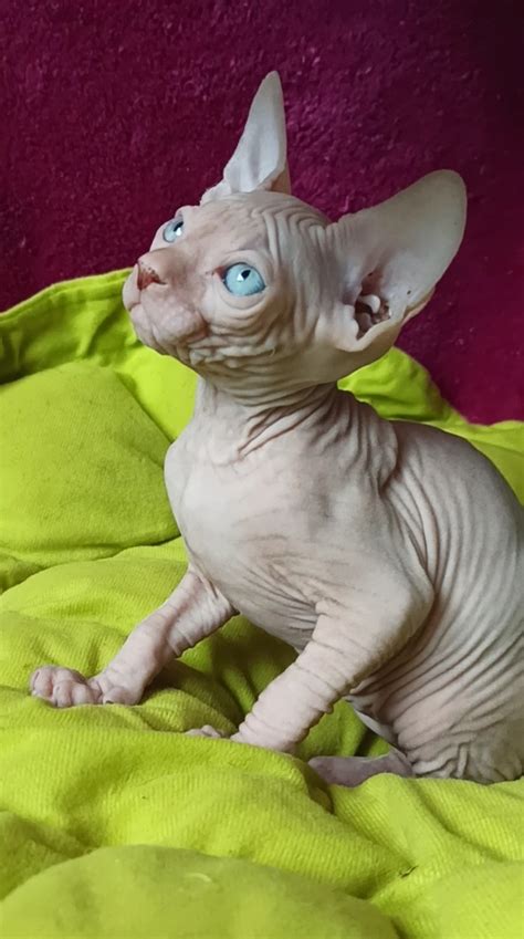 chatterie sphynx prada|Le Sphynx .